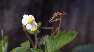 Conehead Mantis (Empusa Pennata) Eating On Wild Strawberry With White Flower. - close up