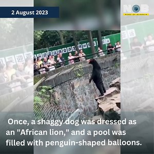 Global netizens are super convinced that a bear in a Chinese zoo is actually someone dressed up in costume. Bahrain, let's dive straight into this extremely important debate, shall we? What are you thinking at the moment?🐻🐻🐻 Read more https://www.newsofbahrain.com/world/91959.html Video courtesy: X #NewsofBahrain #china #animal #internet #offbeat | News Of Bahrain