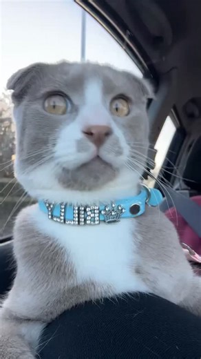 Bilbo Baggins 🐈‍⬛ on Instagram: "Forever watching the cars🥹🥹 #cat #kitten #bilbo #cute #shayla"