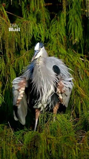 Blue heron appears to dance in playful wildlife clip