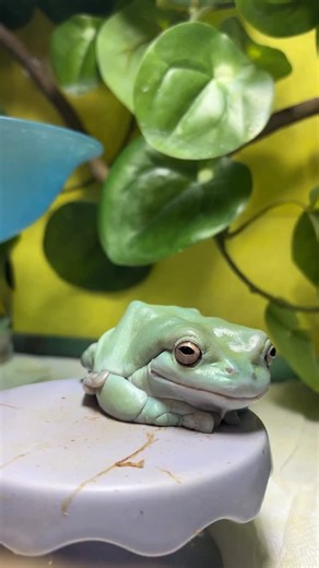 Who said Thanksgiving feasts only have to happen on thanksgiving!?!? Zip makes feasting a year round tradition. How many crickets did you count Zip eating? #whitestreefrog #frog #frogs #treefrog #hoppinhelp | Hopp'in Help