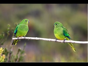 Fenner Seminar: Captive Breeding as a tool for Species Conservation