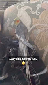 21 reactions | The Parrot Lady on Reels | Facebook