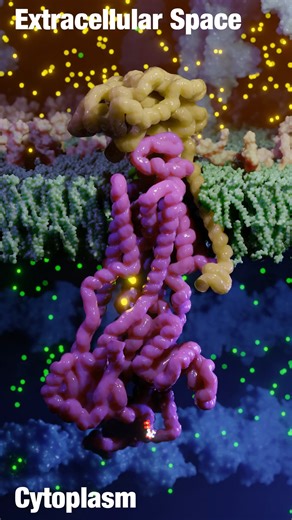Ribosome Studio on Instagram: "The sodium-potassium pump is a protein in the neuron's membrane that uses ATP to move three sodium ions out and two potassium ions into the cell, thereby restoring the resting potential necessary for nerve impulses."