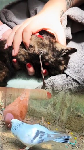 Cat Botfly Removal from Neck | Satisfying Vet Extraction Video