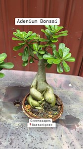 🌸 Adenium Bonsai Ready in Clay Pots 🌸 Also known as Desert Rose, these stunning bonsai plants come with beautiful, large caudex (the thick, swollen base) – giving them a sculptural, tree-like look. Each plant is well-rooted and matured, not cuttings. 🪴 Why You’ll Love It ✔️ Unique bonsai style with thick caudex ✔️ Bright, long-lasting flowers in season ✔️ Available in rustic clay pots ✔️ Low-maintenance and drought-tolerant ✔️ Adds charm to any balcony, terrace, or sunny indoor space --- 🌿 A
