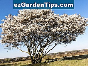 Serviceberry Shrub 🌱 Consigli Giardinieri - It.ezGardenTips.com