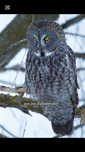 This gray owl is hunting by their incredible hearing 🙏 #animals #owl #owllovers | Animal Documentary