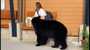 An amazing and perhaps slightly unsettling close encounter with a black bear in Whistler is going big online. The video, captured and posted to Tik Tok by Natalie Wannamaker, shows the bear walking right up to a woman sitting at a bus stop. The woman edges away as the wild animal takes a few sniffs before it wanders away. "This should really signify the importance of not leaving our garbage lying around. Litter may be out of sight out of mind for people but the impact it has on wildlife can be f