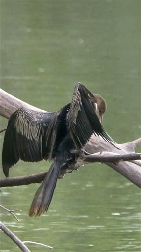 Anhinga Sound #shorts