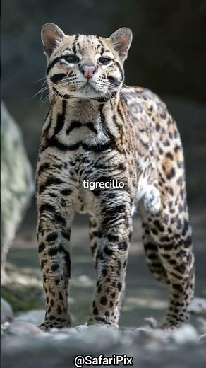 Cosas que quizá no sabías del ocelote