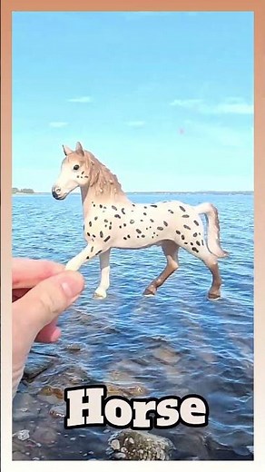 Horse Gallop Fun Fact! 🐎💨