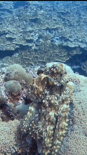 Nature’s master of disguise — this octopus perfectly blends into the reef! 🐙🌊 Can you spot it? Moments like this remind us how magical the ocean really is. Join our dives and experience the wonders of the underwater world. #Octopus #Camouflage #cephalopod #octopuslove | Scuba Diving Holidays
