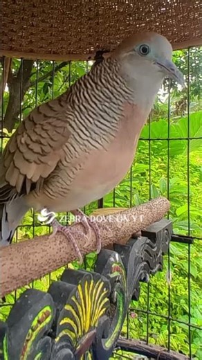 Zebra Dove call Bird sounds for relaxations 150 #birds #birdsounds #birdsoundscape #birdsong #animal
