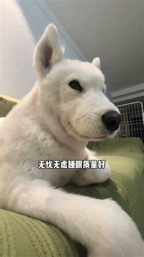 Born to Be a Princess: The Samoyed's Royal Tale