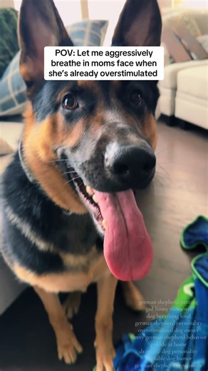 Aggressive Breathing: A German Shepherd's Love Language