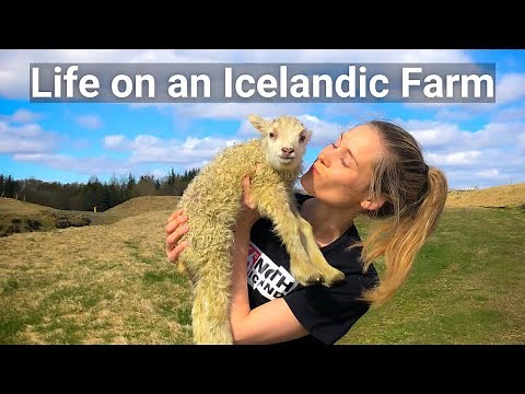 A Day in the Life of an Icelandic Farmer - Lambing Season with Pálína Axelsdóttir Njarðvík