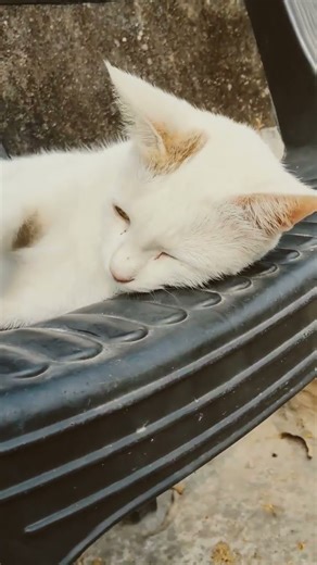 My Cute Cat Is Sleeping So Beautifully 😻💤