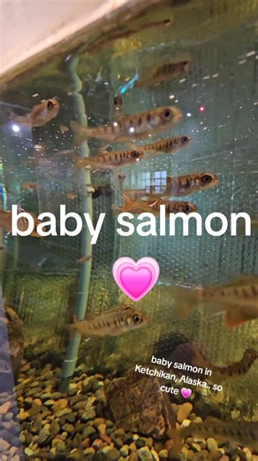 baby salmon! Ketchikan, Alaska. They live in a hatchery for the kiddos to watch. Never seen baby salmon before 😭🐟 @Holland America Line #alaska #ketchikan #salmon #nativetok #saxman #travel #fish #cruise