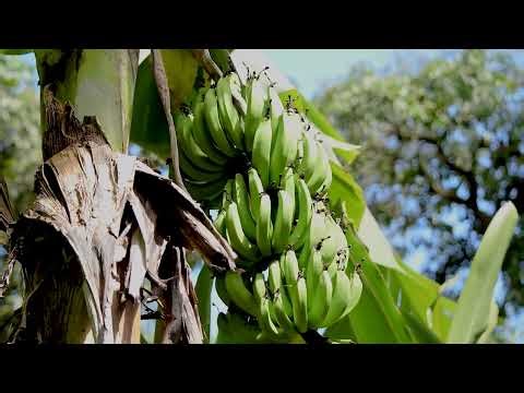 Plant, banana, fruit free stock video Free for use & download