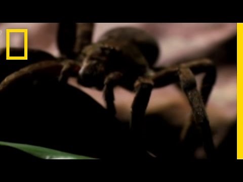 Deadly Spider Bite! | National Geographic