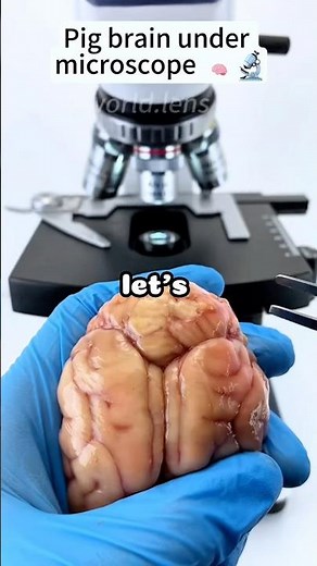 Pig brain under the microscope 🤯😱 #facts #microscope