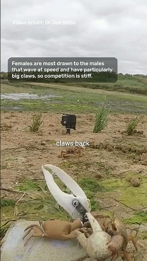 Robot Crab Tricks Real Crabs Into Following! 🦀🤖