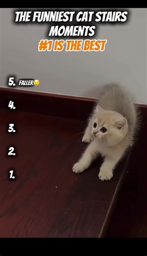 The funniest cat stairs moments🛝