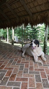 Relaxing Barakos #rottweiler #alabai #kangal #caucasianovcharka | Supero Dog Farm
