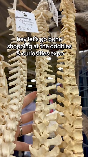 60K views · 1.4K reactions | 領領領There’s nothing better than an afternoon at the oddities expo buying sustainably sourced bones ✨ Featuring @catseyeink  Visit OdditiesAndCuriositiesExpo.com for more info about our upcoming events! | Oddities & Curiosities Expo | Facebook