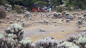 6 Gunung di Indonesia untuk Melihat Bunga Edelweis, Mulai Lawu hingga Papandayan - Tribun Travel