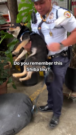 🕵🏻‍♂️Let’s begin with this story we started last December. One of our Christmas wishes was to help “John Dog” the Shiba Inu find his original family. ⭐️While miracles, don’t happen the way we expect them to, we’re always full of hope because of people like the ones at The Alley.#bowhouseph #inutheshibe #shibainu