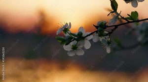 Wild Cherry Tree Blossom In Spring Sunset Backlit Colorful Sky.