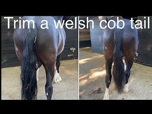 How to trim a welsh cob tail for the show ring, welsh cob tail trimming tutorial horse turnout tips