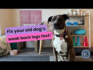 Sit to Stand Exercise for Senior Dogs | Strengthen Weak Back Legs & Improve Mobility | Stronger Dogs