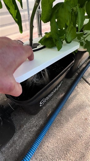 GrozineHydroponics on TikTok