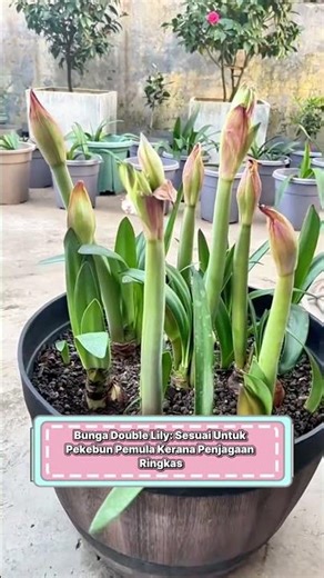 🌸 BUNGA DOUBLE LILY – SIMBOL KESUCIAN DAN KEBAIKAN.