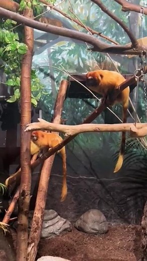Endangered Golden Lion Tamarin | New World Monkey