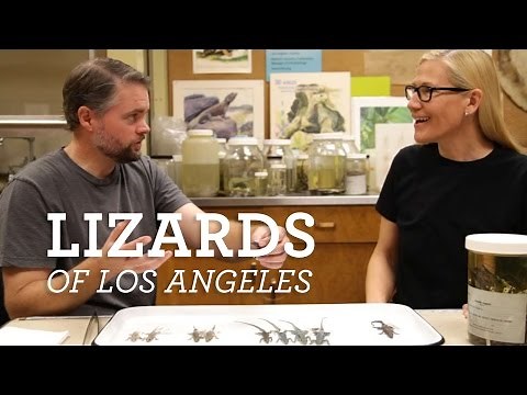 The Curiosity Show Episode 3 Lizards of Los Angeles: the native and the new with Dr. Greg Pauly