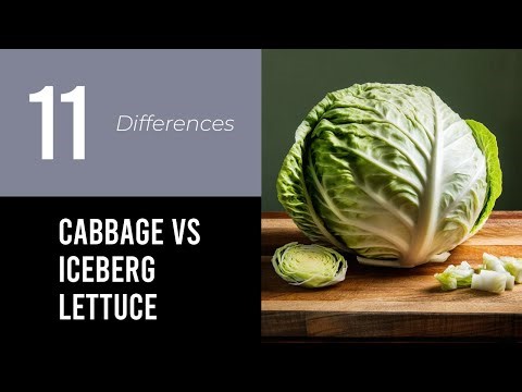 Cabbage Vs Iceberg Lettuce