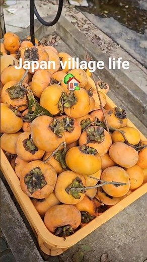 Japan village life 🏡#agriculture#japanesebreakfast#farming#garden