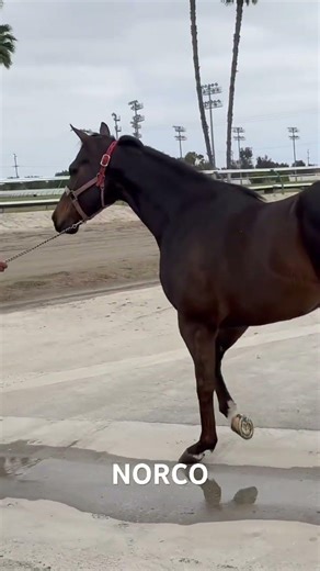 NORCO loading trailer. headed 4 a well deserved, short, R&R vacation. #emotionalsupporthuman4horses