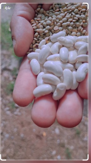 44K views · 892 reactions | منقوع ماء العدس و الفاصوليا لتسميد النباتات بجذور قوية و ازهار كثيفة #تزهير #تسميد #تسميد_عضوي | بذرة | Facebook