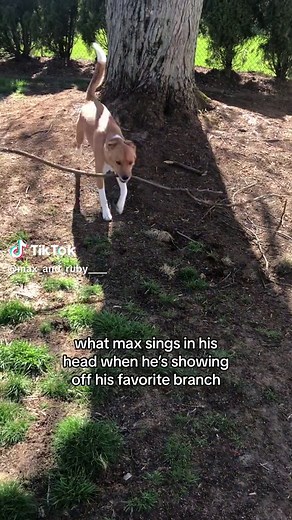 forget about sticks, max wants branches. #dogsoftiktok #highheels #ilovemydog