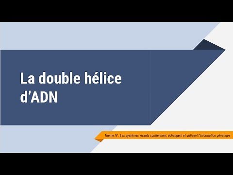 La double hélice d'ADN