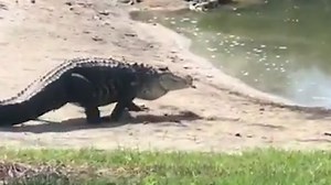 Large alligator traipses across Florida golf course