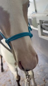 Trailer loading practice for the class of 2024! 🚛 | Twisted Pine Paints