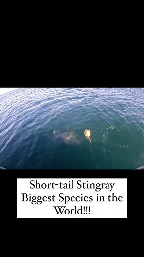 2.7K views · 29 reactions | The Short-tail Stingray has been visiting...