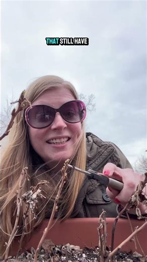 Common Raspberry Pruning Mistake