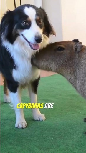Capybaras Chilling With Other Animals